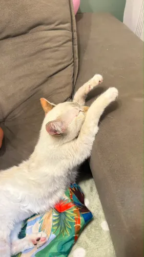 Gato doação