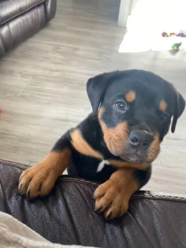 Rottweiler O pet perfeito para transformar sua rotina está aqui