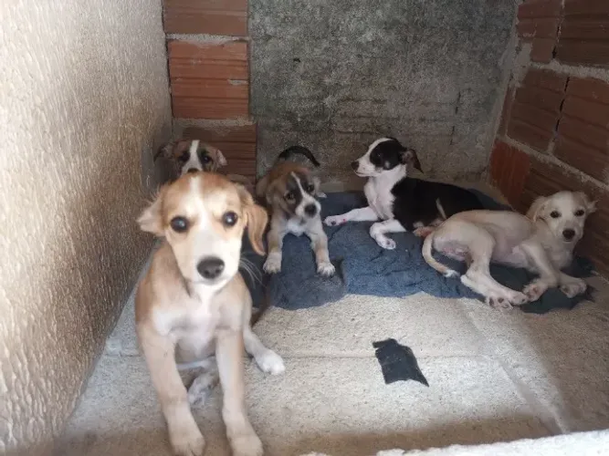Filhotes disponíveis para adoção.