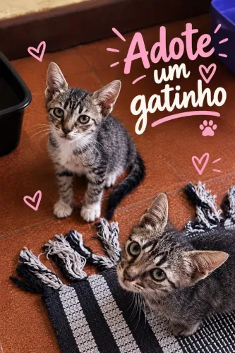 Doação de gatinhos