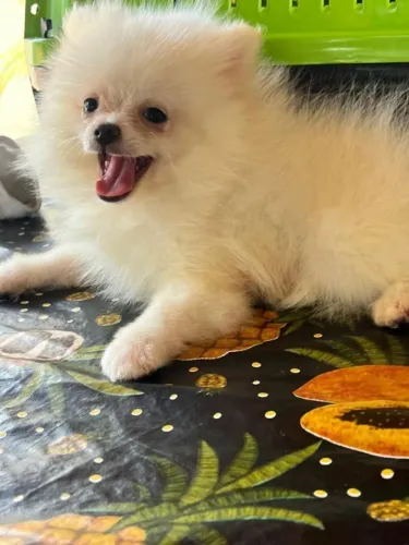 Lulu da Pomerânia ursinho