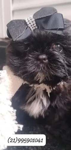 Shih Tzu fêmea