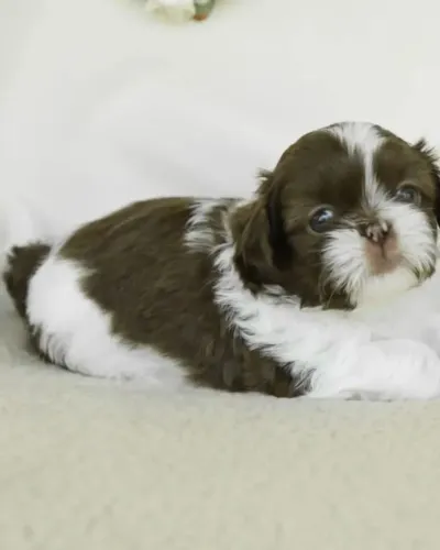 Filhotes de Shih Tzu | Filhotinhos muito especiais!