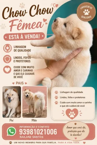  Filhote Chow Chow Fêmea - Excelente Linhagem.