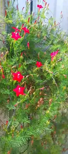 Esqueleto de Jardim. Flor vermelha.