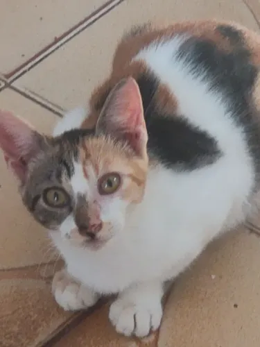 Gatinha castrada
