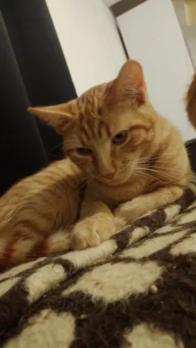 Gato