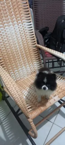 Spitz alemão anão micro 