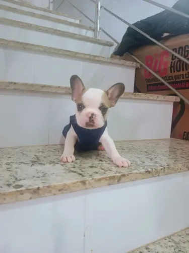Bulldog francês