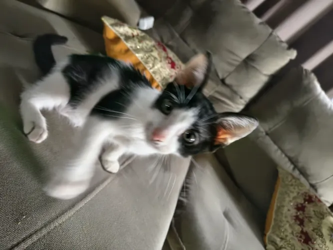 Doação Gatinha Frajola 2 meses e meio NATASHA