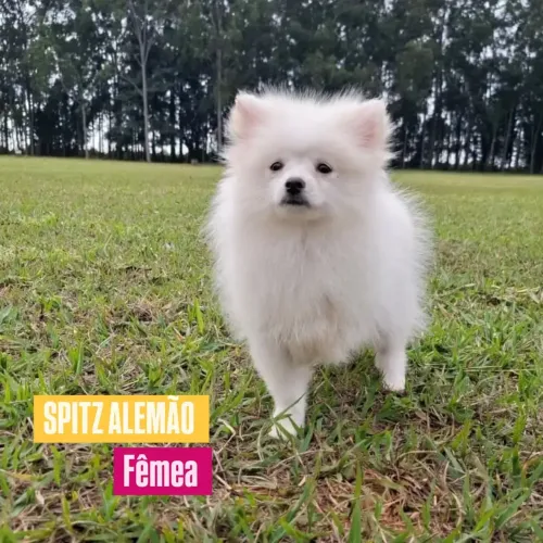 SPITZ ALEMÃO FÊMEA ANÃO