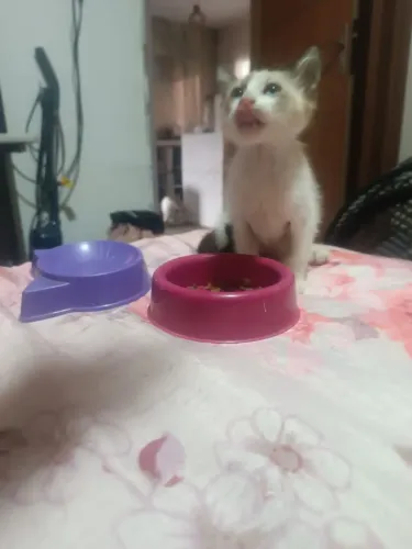 Doação de gatinho fofo
