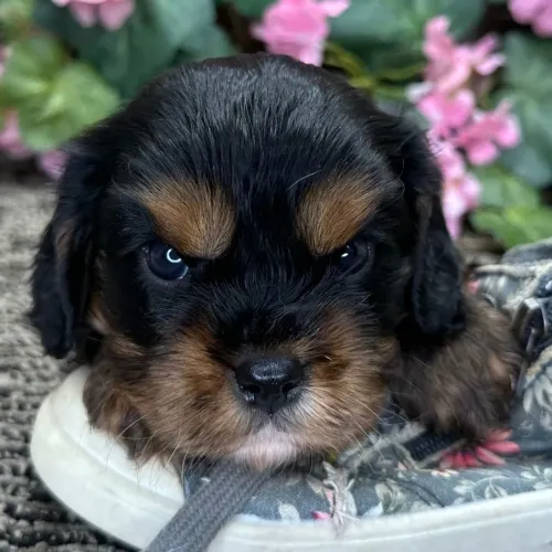 Cavalier King Charles Spaniel- Raça inteligente
