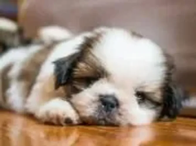 Shih Tzu Seu pet dos sonhos está te esperando