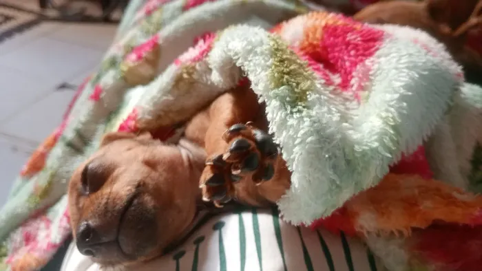 Filhotes de pinscher 1