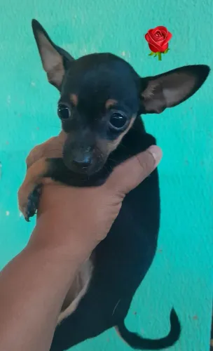 Vendo Pincher Macho Filhote 