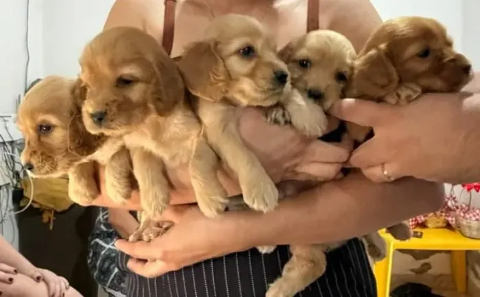 Filhotes de Cocker Spaniel Inglês