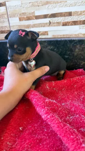 Casal de Pinscher