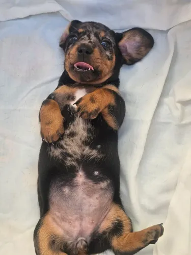 FILHOTE DACHSCHUND ALERQUIM