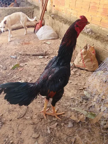 Frango índio puro genética 7 estrelas