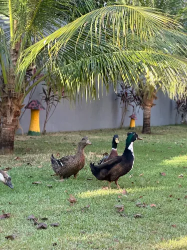 MARRECO PEQUIM E POMPOM A VENDA 