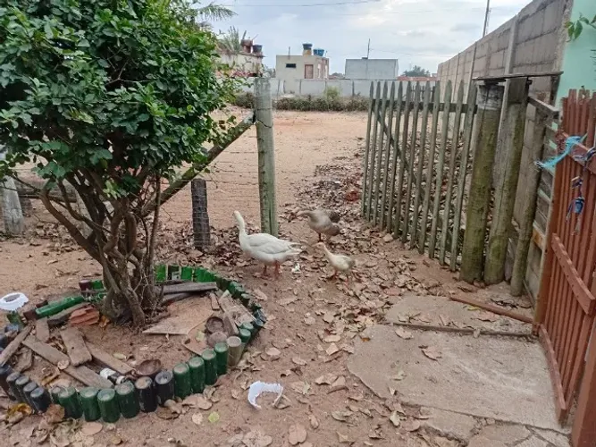 Ovos de gansa patrulheira