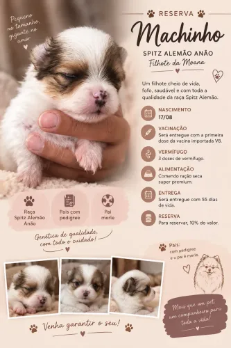 Spitz alemão disponível para reserva. Entrega 12/10
