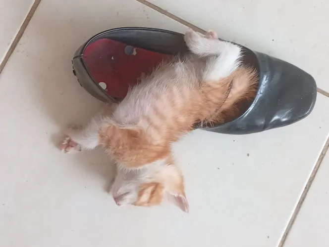 Adoção Responsável 