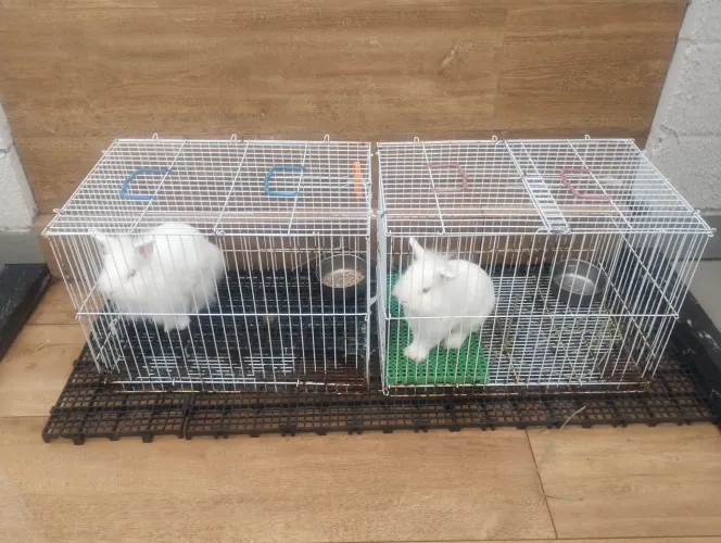 Casal de coelhos cara de leão 
