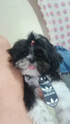 Shitzu macho 5 meses