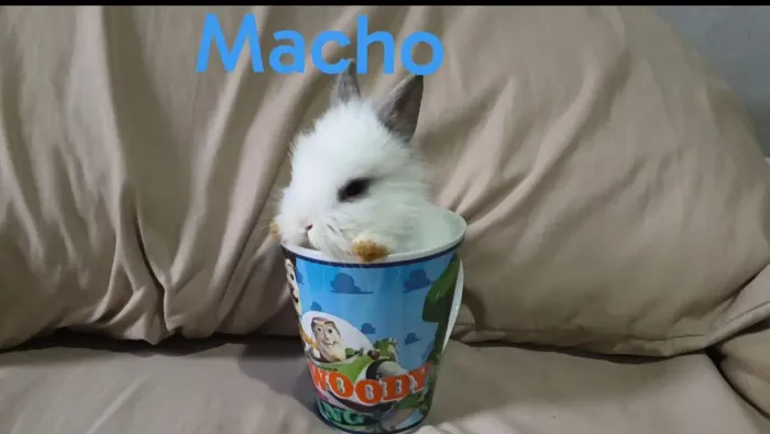 Coelho Mini Lion Head 