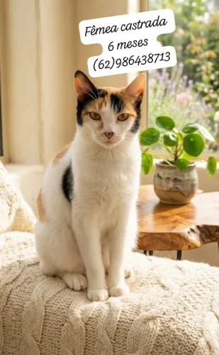 Princesa linda pra adoção responsável 