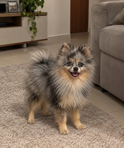 Spitz alemão ( Lulu da pomerania merle ) filhote