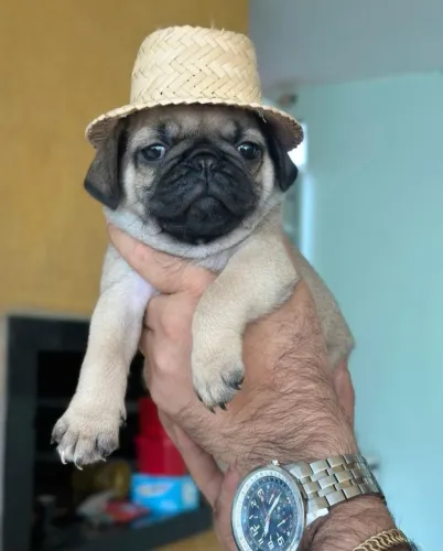 Pug macho disponível 