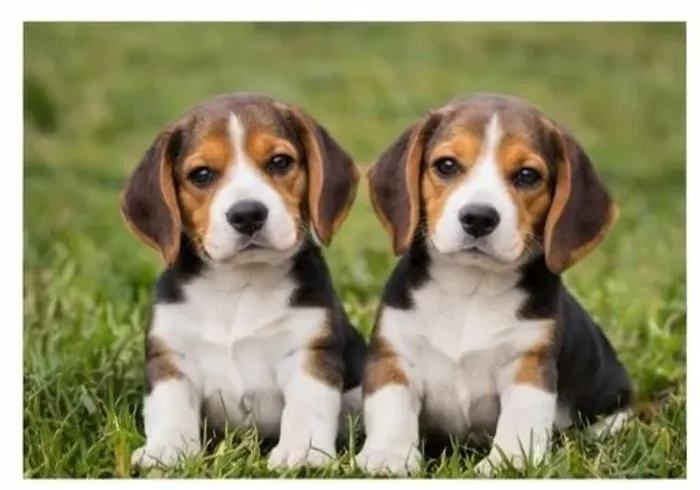 Beagle perfeito para familia 