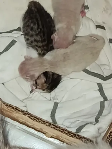 Animais