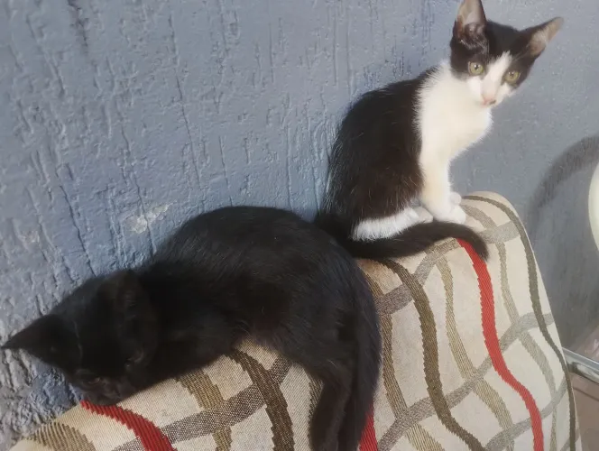 Estou doando 2 gatinhos lindos uma e femia e outro e macho