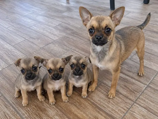 Filhote de chihuahua fêmea
