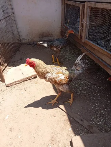 VENDO GALO CARIJÓ CAIPIRA