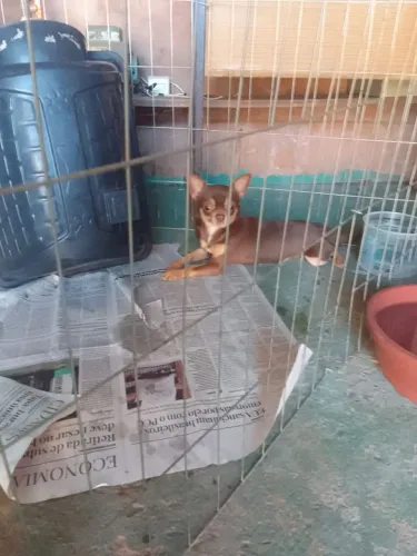 Promoção Pra Vender Hoje Por Apenas 3.500,00 Avista No Pix Chihuahua Macho Linhagem Russa 