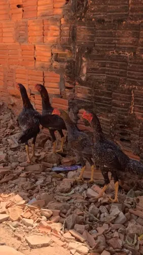 Frango Caipira