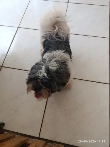 Shitzu