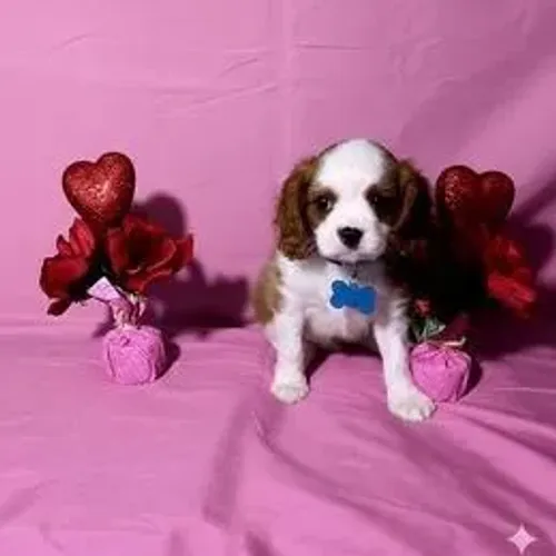 Cavalier King Charles Spaniel,Cavalier King Charles Spaniel Filhote Elegante e de Alta Qua