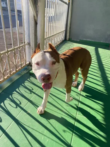 Macho de pit bull rede nose com pit monster pra cruza 
