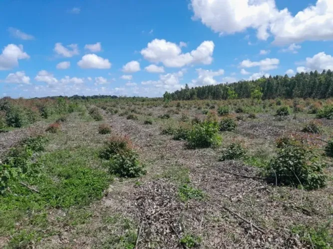 TERRENO COM 10 HECTARES