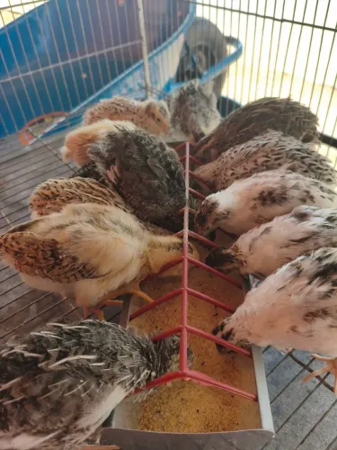 Codornas