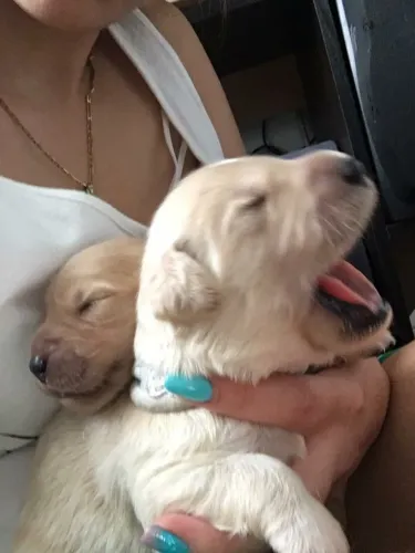 Golden Retriever
