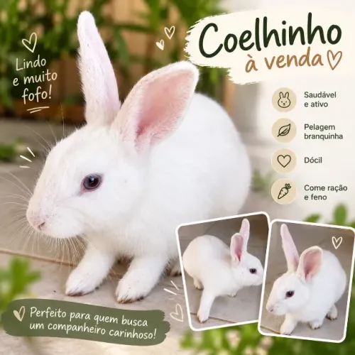 Coelho Macho