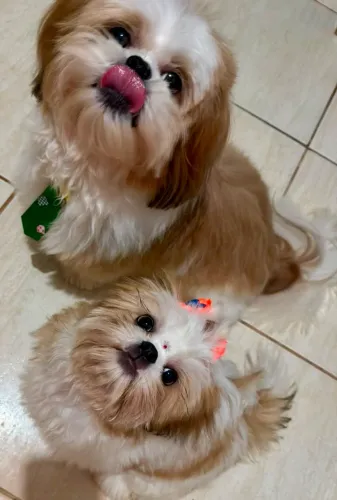 Shih Tzu