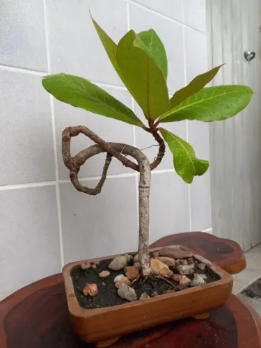 Bonsai 12 anos "Castanhola" (Terminalia catappa)